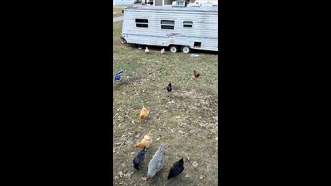 Run chickens run