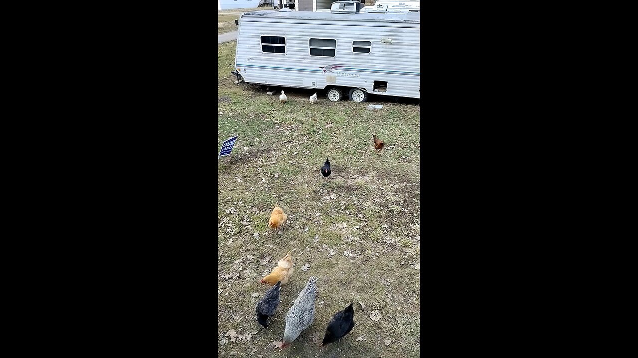 Run chickens run