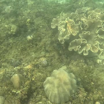 Morning Snorkeling Adventure: A Dive into Serenity