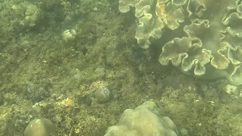 Morning Snorkeling Adventure: A Dive into Serenity