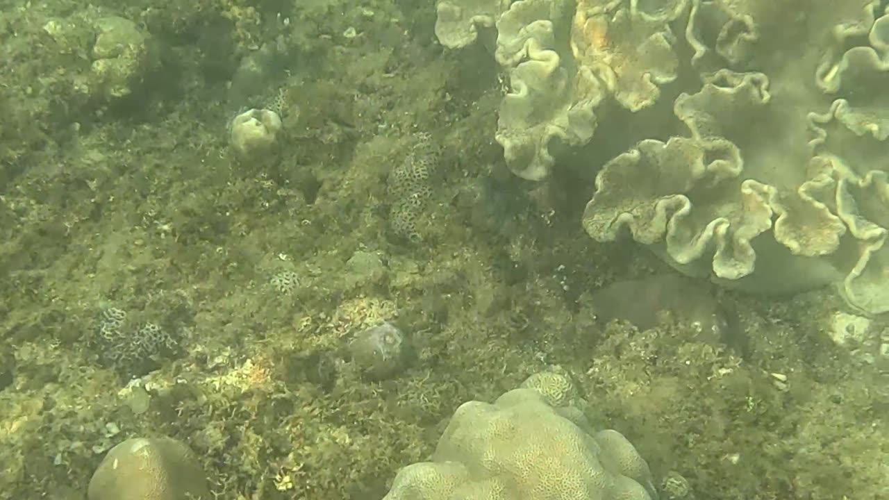 Morning Snorkeling Adventure: A Dive into Serenity