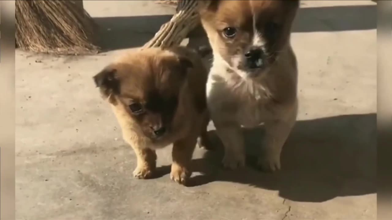 Cute puppies comedy videos 🤣