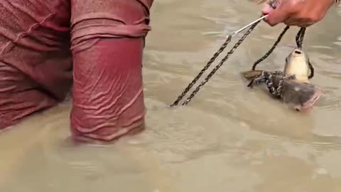 ঐতিহ্যবাহী পলো বাইসে এই শিকারীর বড় একটি গজার মাছ ধরা পড়লো