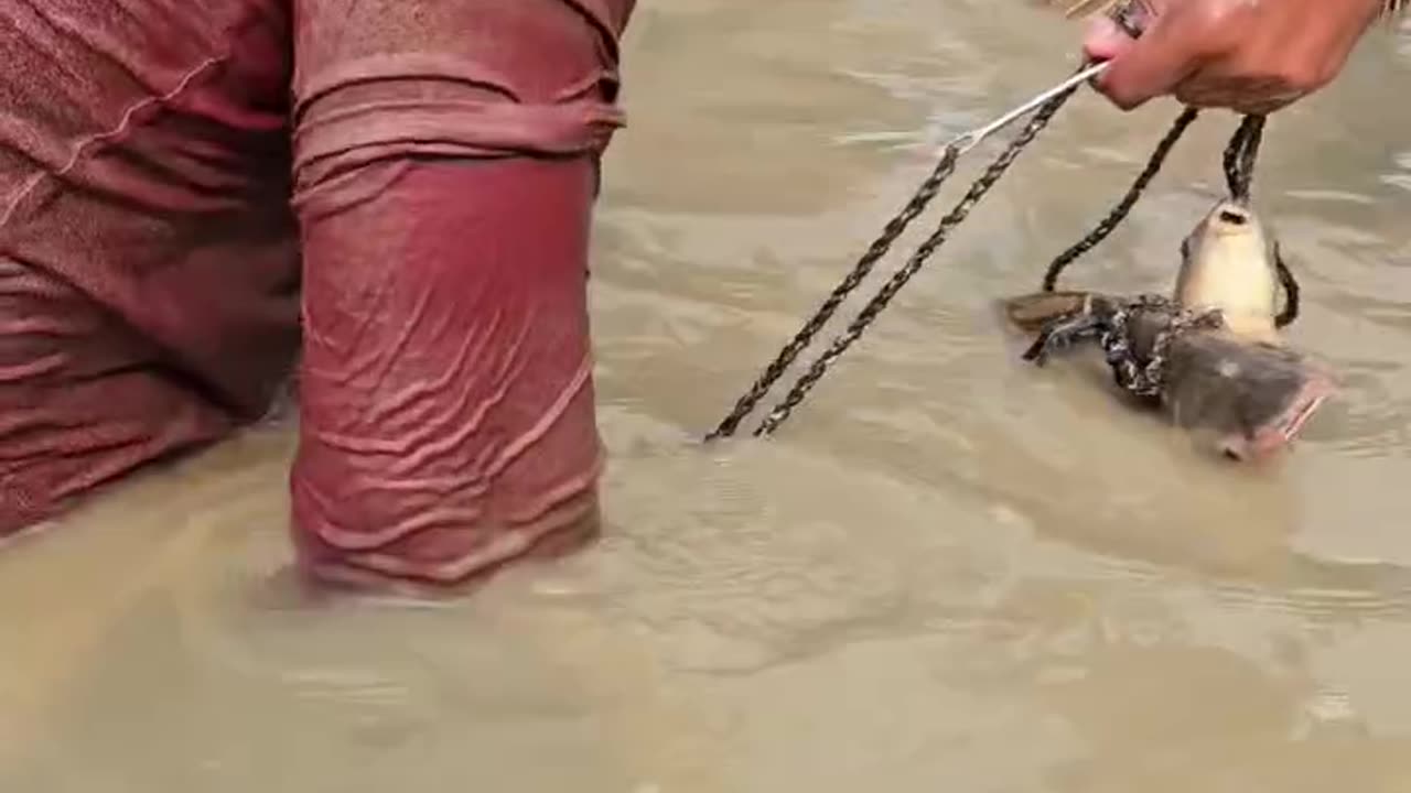 ঐতিহ্যবাহী পলো বাইসে এই শিকারীর বড় একটি গজার মাছ ধরা পড়লো