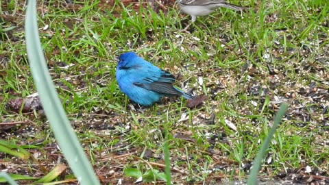 Indigo Buntings