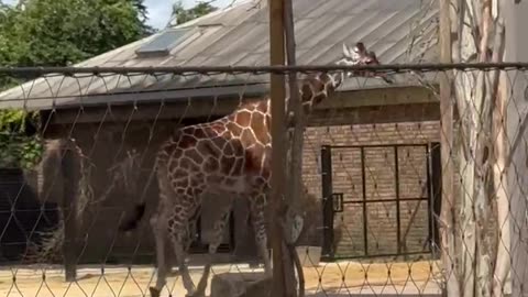 A very controlled run in the Zoo, my heart is sad for these babies.