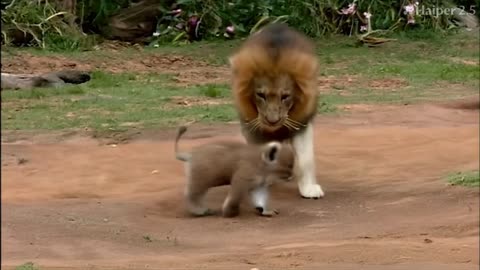 Lions and kids