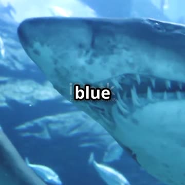 Great White Shark vs Killer Whale_ Ocean 2025