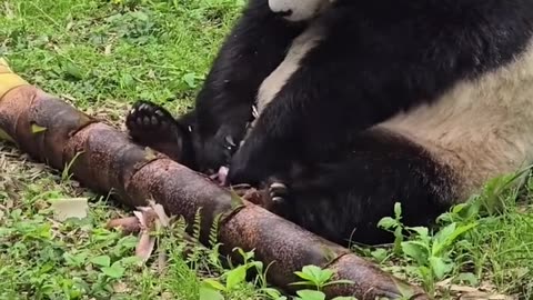 Panda having bamboo shoot