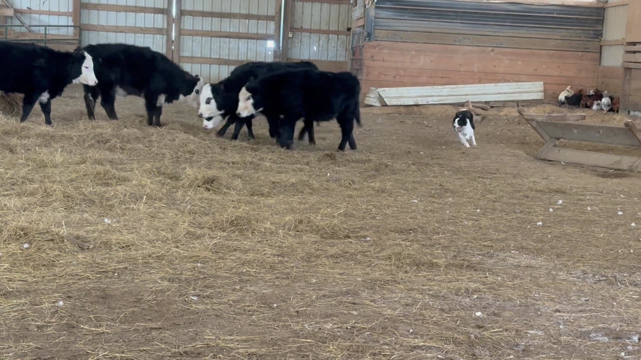 01/15/2025, TGTBTU - Scaly -2