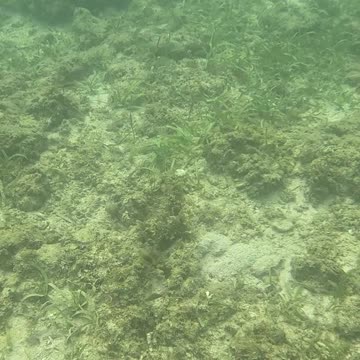 Beautiful Day of Snorkeling