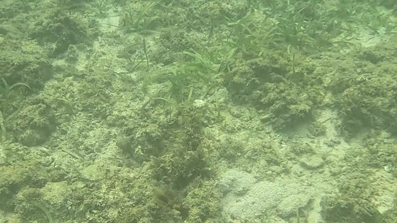 Beautiful Day of Snorkeling