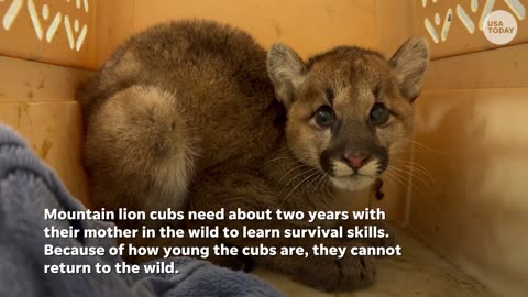 Meet Fern, Thistle and Spruce: Rescued orphaned mountain lion trio