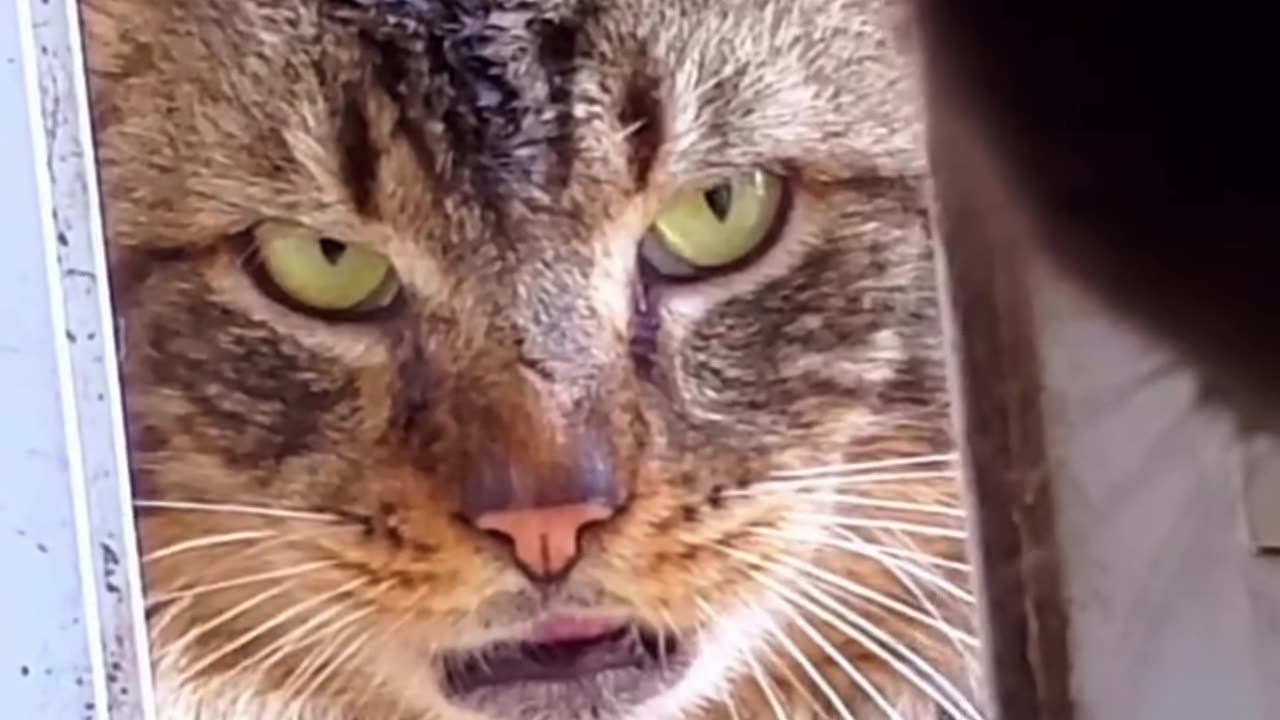 The rawdy cat looking in through the window