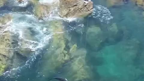 Guy manages to catch shark with handline