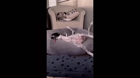 Funny dogs videos