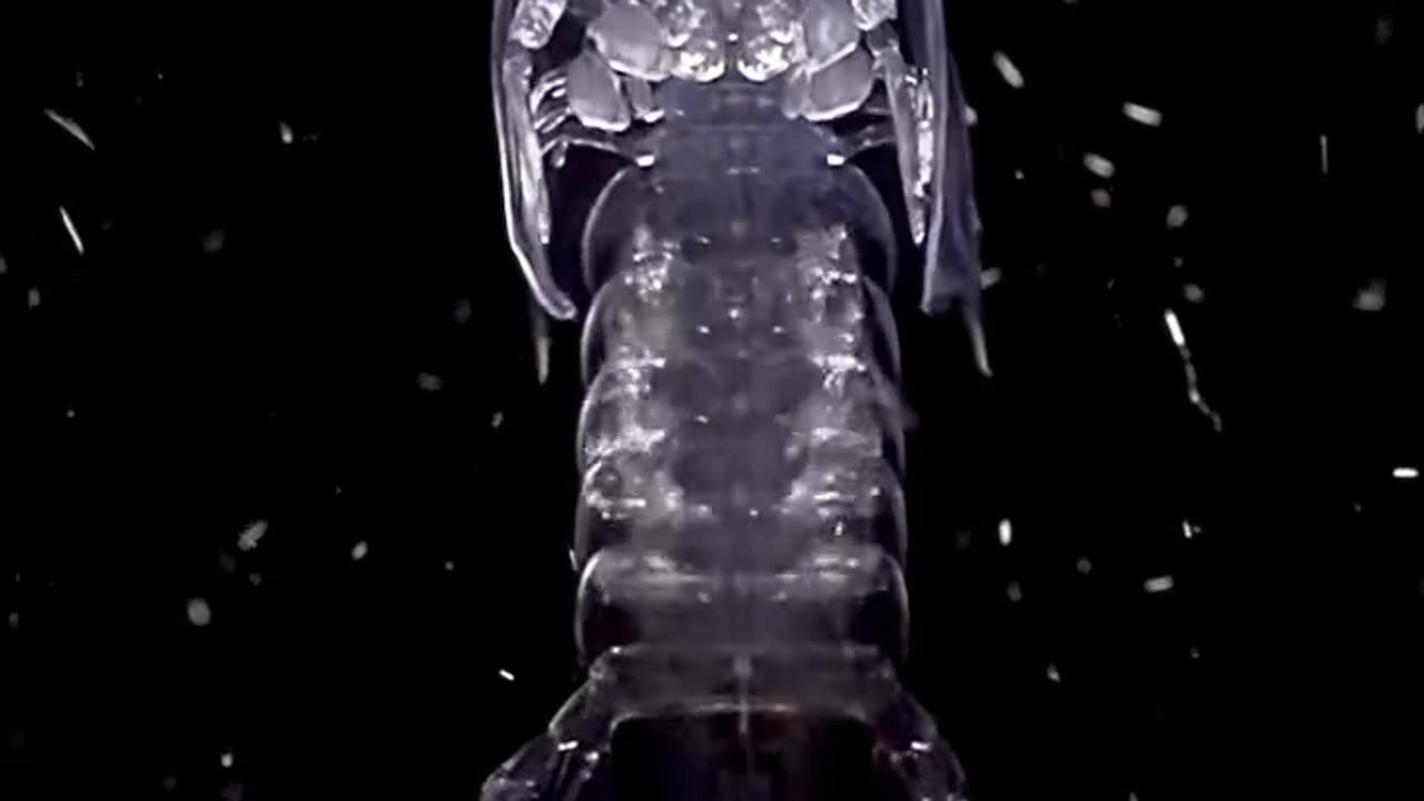 The rarest juvenile mantis shrimp in black water swimming....