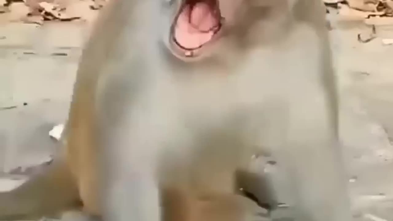 Funny baby 😅 video 😂#comedy #funnymonkey # babyvoice #shorts