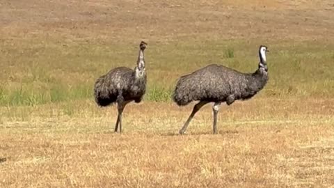 Interesting information about ostrich|Must watch|Interesting video|gaint bird