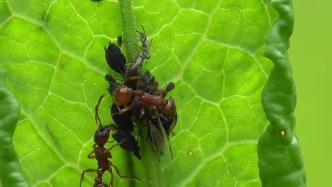 Ants Tending Aphids