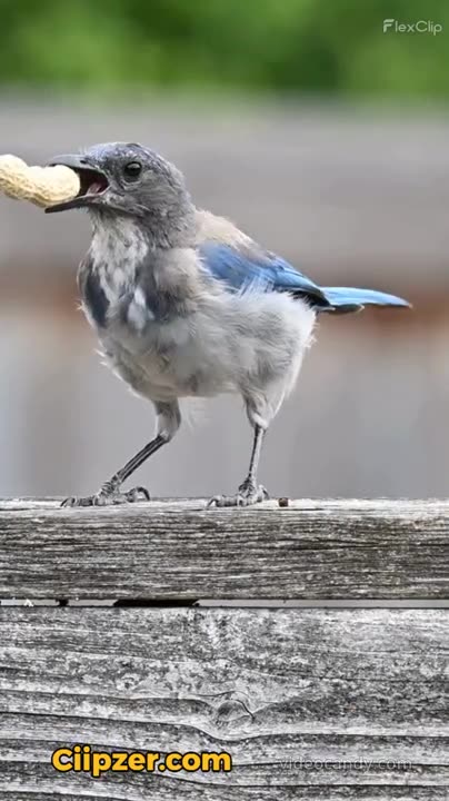 Dil Ko Majboot Banayegi MUngphali