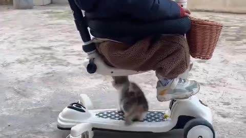 Kitten riding in the car with baby 🥰