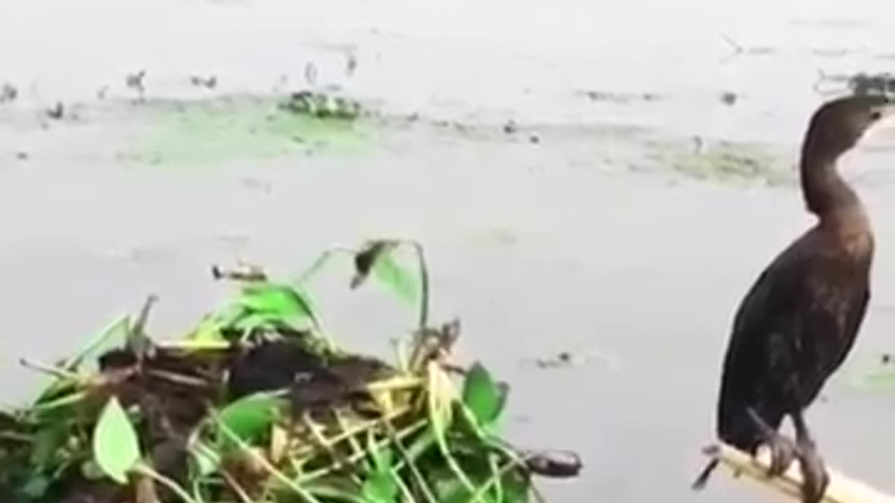 Funny guy intelligently catching birds