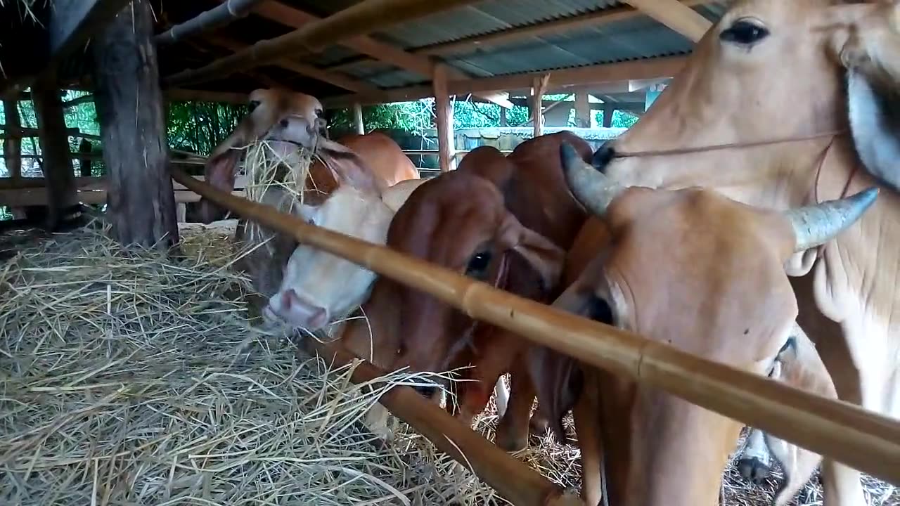 🐄 Feeding Time on the Farm! 🌿🐮