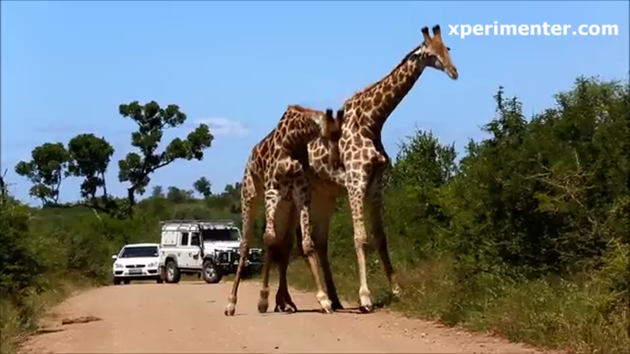 Funny Giraffe Movements! check it out!