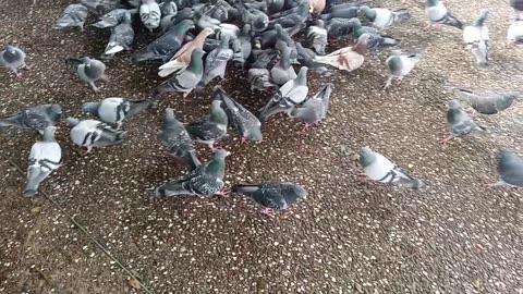 Today I enjoyed with too much pigeon 🕊️🕊️🕊️