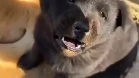 Attack 100%😤 Damage 0% ❤️😂 #dog #cute #love #travel #shorts #viralvideo #trending #trendingshorts