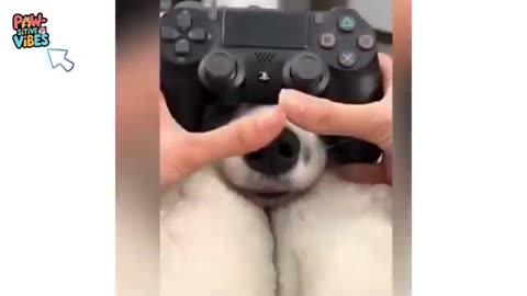 hilarious cat and dog reaction