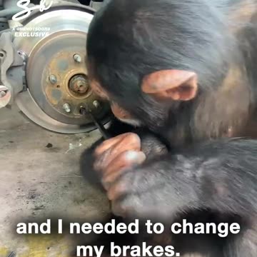 The evolution of a car mechanic.