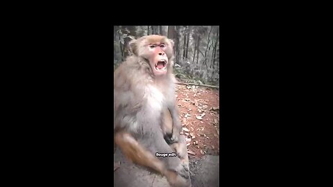 Monkey got humbled # memes #troll-face