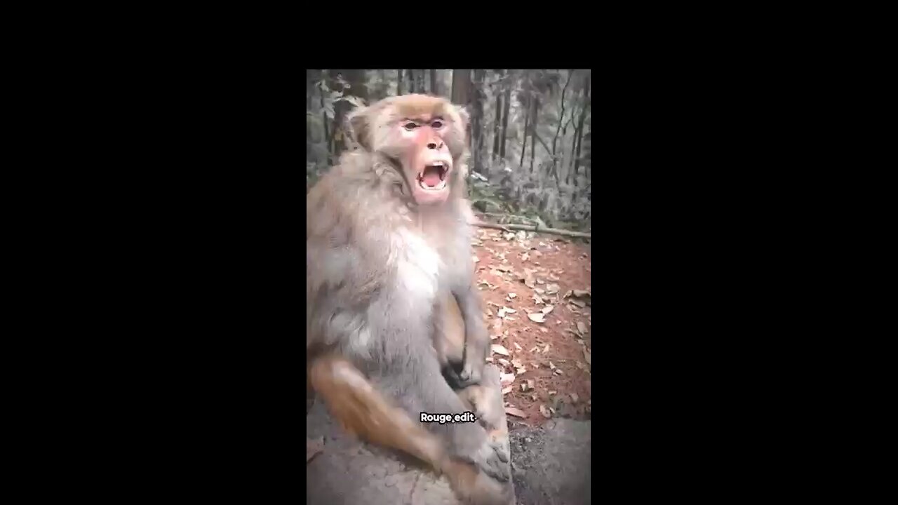 Monkey got humbled # memes #troll-face