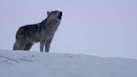 Daughter Wolf Sneaks Away to Mate with Outcast Male