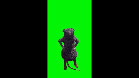 Rat Dancing | Green Screen