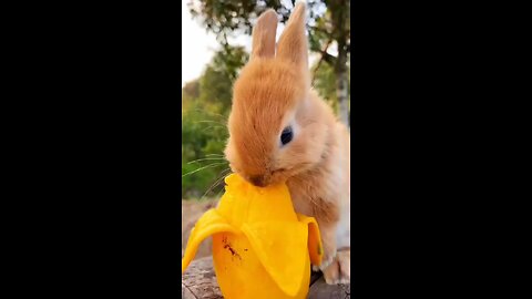 Cute rabbit eating mango PSN Experiment