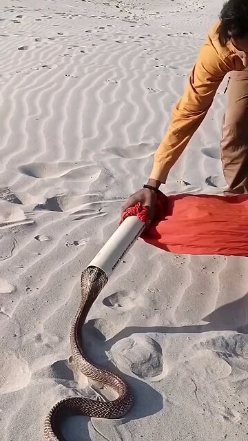 Live wildlife sanctuary kingcobra rescue