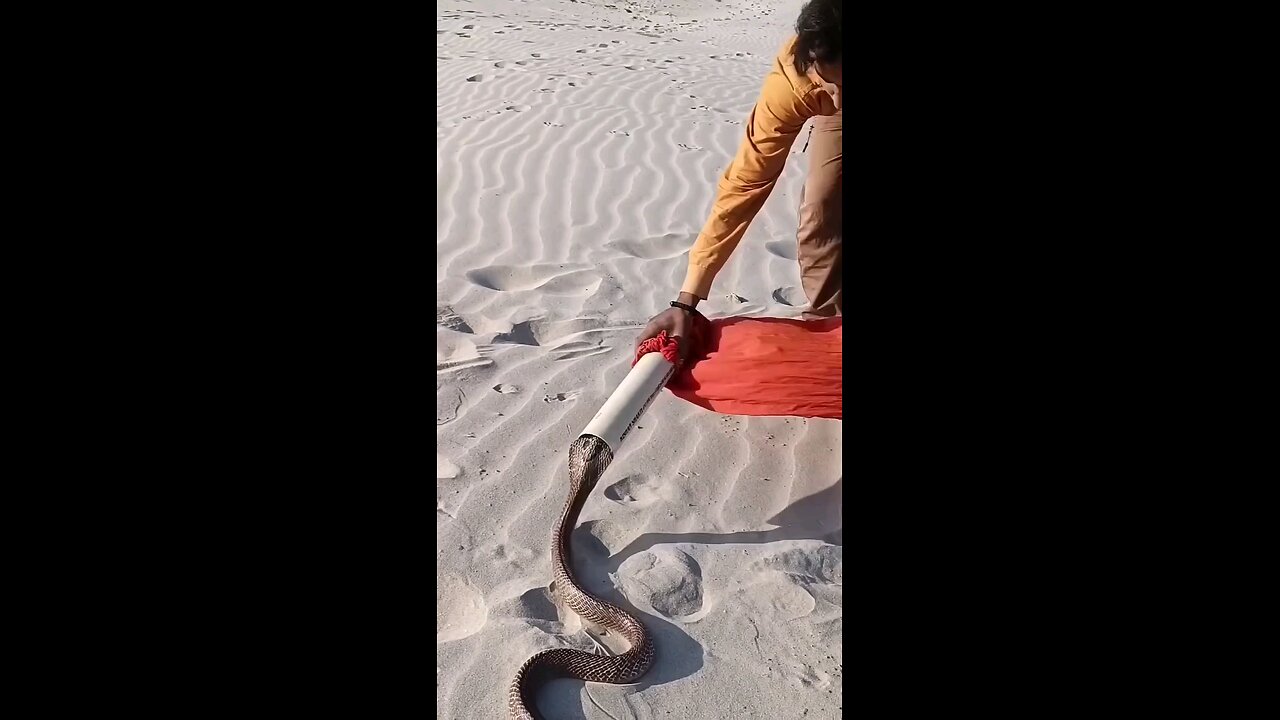 Live wildlife sanctuary kingcobra rescue