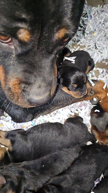 Du_rotties Doneyuno Rotties