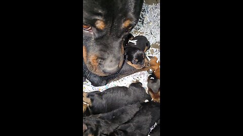 Du_rotties Doneyuno Rotties