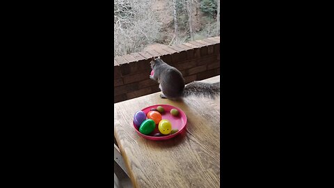 Squirrel reactions to Easter eggs 😱