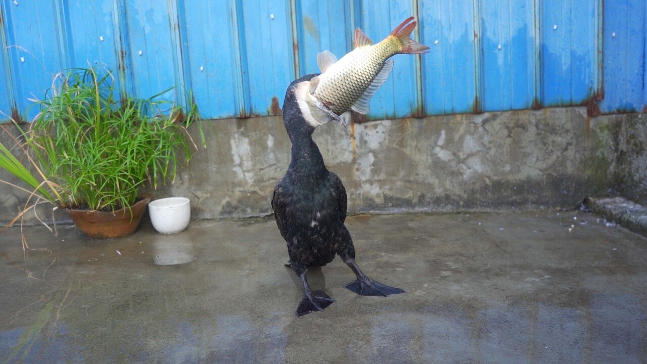 A Swift Feast: Cormorant Devours 50cm Fish in Seconds