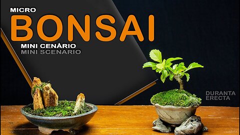 Duranta erecta - Mini cenário: Bonsai SP