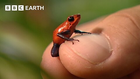 The Remarkable Wildlife of Costa Rica