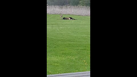 Deer eating charcoal from fire pit.