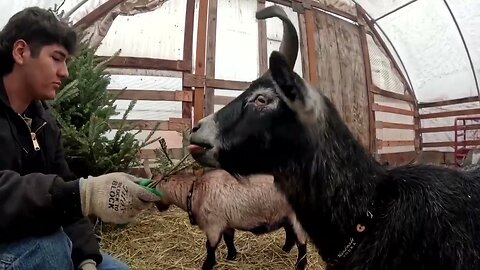 Want to recycle Christmas trees? Donate them to goats | REUTERS