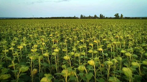 Sunflower field