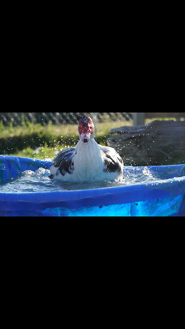 GREEN GIANT The Duck Has A DRINK